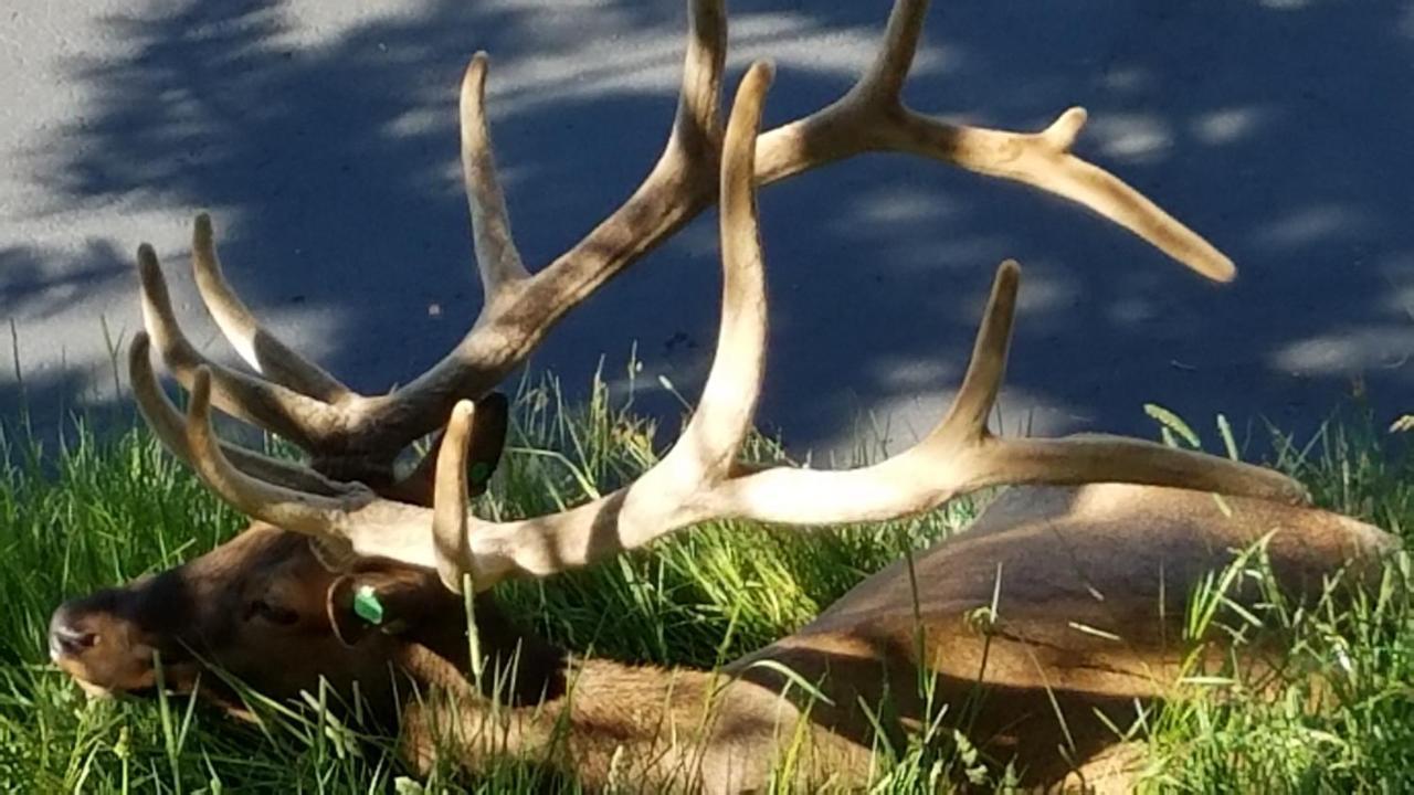Wildwood Inn Estes Park Eksteriør billede